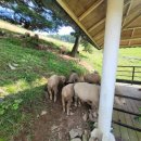 양떼목장 이미지