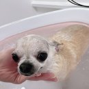 알콩달콩 애견미용실 이미지