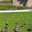 다솜바이오 | 독일 프랑크푸르트 근교여행. 당일치기 하이델베르크, 한식당 온, 하이델베르크 성