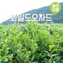 성읍(단일로) | 제주도 서귀포 표선 가볼만한곳 와일드오차드 티 페스티벌 녹차밭