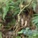 동백동산 이미지