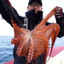 서해왕낚시 이미지