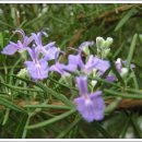 로즈마리 이미지