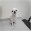 우리 애견 미용실 이미지