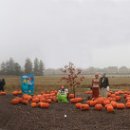 Southbrook Pumpkin Patch Farm 정경... 이미지