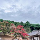 논산 배롱나무 명소 여행 ; 종학당, 명재고택,유봉영당,보명사