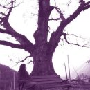 나무의 꿈 이미지