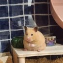 펫엔글라이더 대전점 이미지