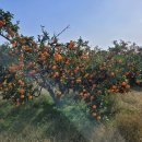 남원읍-16 이미지