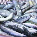 팔딱팔딱 이미지