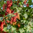 밸런스약국 이미지