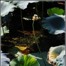 강주연못 이미지