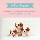 야옹아멍멍해봐 장유점 이미지