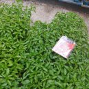 부흥종묘사 이미지