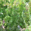 샘밭 농장 이미지