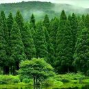 반성시장 이미지