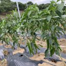 현국농장 네이버블로그