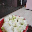 건수농장 | [김장 리뷰] 해남 절임김장배추, 올겨울 최고의 선택!