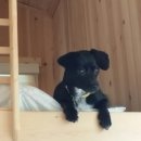 하얀멍이 이미지