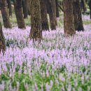 곰솔주단 이미지