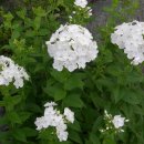 물안개펜션 이미지