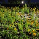 율곡천 5 이미지