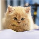 단비동물병원 이미지