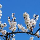 (주)막고야 | 옛 한시 이인로 매화(梅花) 이야기