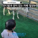 김해 맛나눔터 | 밀양 아기랑 갈만한곳 잔디밭에서 양과 함께하는 카페 <밀양9> by 루비락3 슈퍼 프리미엄 분유