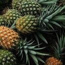 벨라지오 모텔 이미지