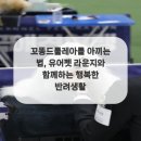 라운지펫 이미지