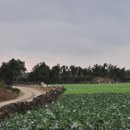 제주1 - 애월 한림읍 시골풍경 이미지