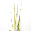 동양꽃꽂이 이미지