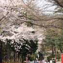 서울 속 숨겨진 벚꽃 명소 찾아가기! [삼청동 삼청공원] 이미지