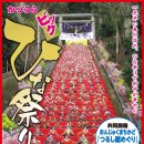 인형의 거리(개) 이미지