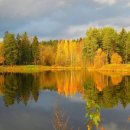 자작나무 이미지