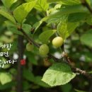 오포1동-4 이미지