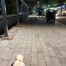 수진축구장 | 성남시 반려견 순찰대 합격 후기!(반려견 순찰대 시험 후기, 선발심사 주차장, 활동 후기, 등)