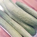 푸르내농장 | 푸르내농장 푸르내 맛있는 오이