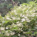 250823(토) 북한산둘레길+해늘산 창립 7주년 기념산행+체스회장님 취임식 이미지