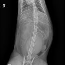 이레외과동물병원 이미지