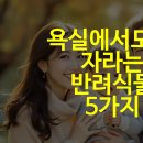 욕실에서도 잘 자라는 반려식물 5가지