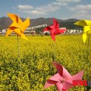 낙동강관리본부 대저생태공원 2 이미지