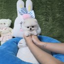 애견왕국 - 상주시 왕산로 254 | 남원애견분양 펫왕국 애견샵 만족했던 후기