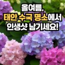6월22일(일) 태안 팜카밀레로 수국포토여행 갑니다 이미지