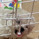 강아지분양 올리펍스 강남점 이미지