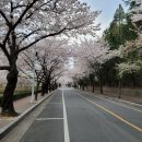 경북대 일청담, 벚꽃 이미지
