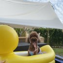 일리풀빌라 이미지