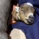 아기염소 이미지