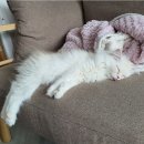 낭만고양이(강서점) 이미지